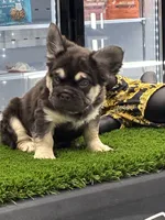 Daisy , a female French Bulldog for sale in Laveen, AZ – 2 of 3