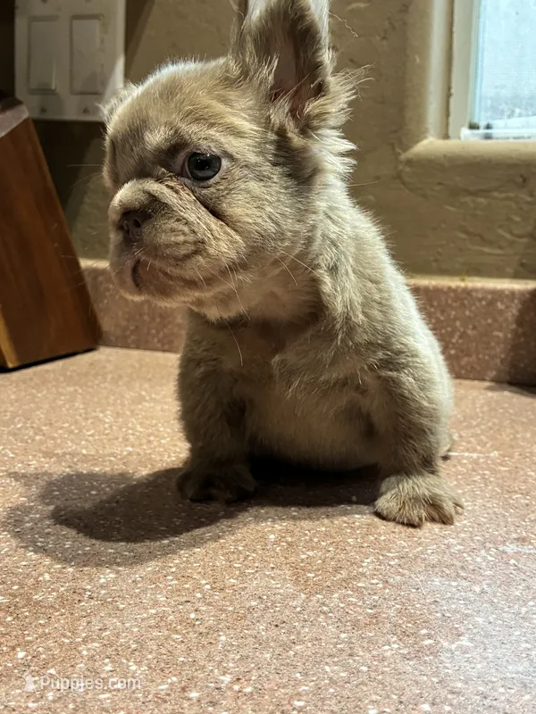 Roxy  – French Bulldog puppy for sale in Laveen, AZ