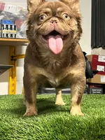 Max , a male French Bulldog for sale in Laveen, AZ – 3 of 8