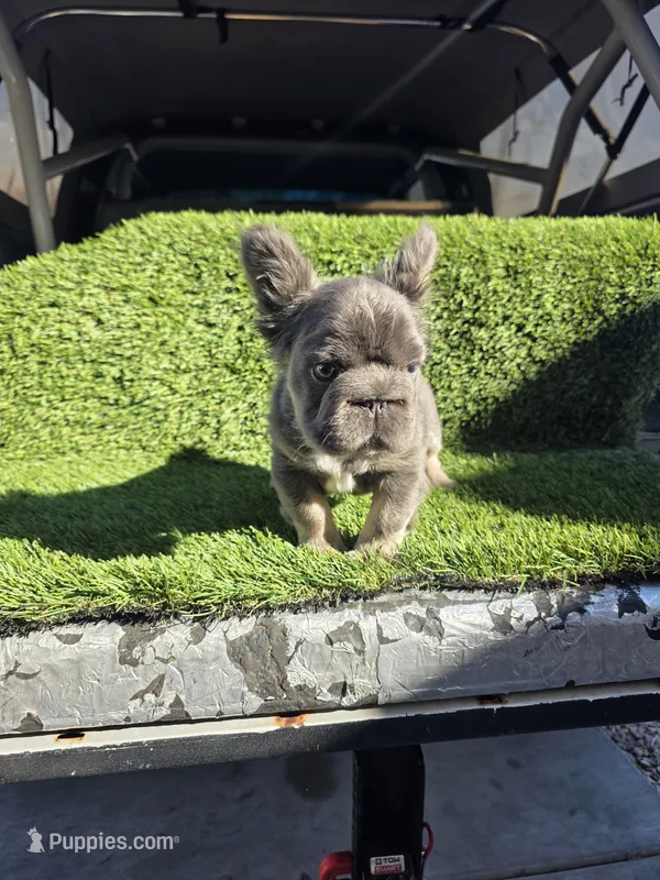 Biggie , a male French Bulldog for sale in Laveen, AZ – Photo 1 of 7