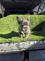 Biggie , a male French Bulldog for sale in Laveen, AZ – Photo 1 of 7