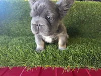 Biggie , a male French Bulldog for sale in Laveen, AZ – Photo 3 of 7