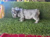 Biggie , a male French Bulldog for sale in Laveen, AZ – Photo 5 of 7