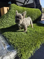 Biggie , a male French Bulldog for sale in Laveen, AZ – Photo 4 of 7