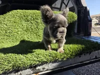 Biggie , a male French Bulldog for sale in Laveen, AZ – Photo 2 of 7