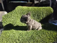 Biggie , a male French Bulldog for sale in Laveen, AZ – Photo 7 of 7