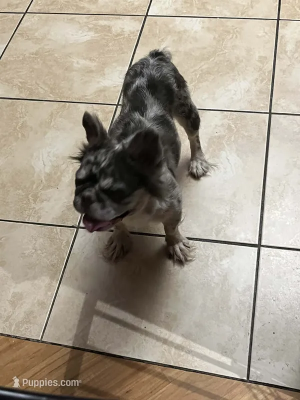 Pearl – French Bulldog puppy for sale in Laveen, AZ