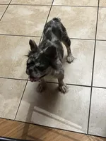 Pearl, a female French Bulldog for sale in Laveen, AZ – 1 of 3