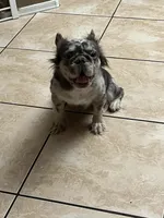 Pearl, a female French Bulldog for sale in Laveen, AZ – 3 of 3