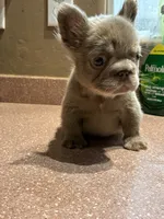 Roxy , a female French Bulldog for sale in Laveen, AZ – 2 of 4