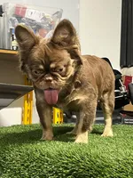 Max , a male French Bulldog for sale in Laveen, AZ – 8 of 8