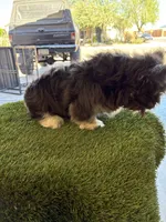 Polo bear , a male French Bulldog for sale in Laveen, AZ – 4 of 9