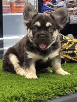 Daisy , a female French Bulldog for sale in Laveen, AZ – 3 of 3