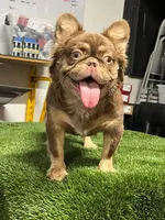 Max , a male French Bulldog for sale in Laveen, AZ – 6 of 8