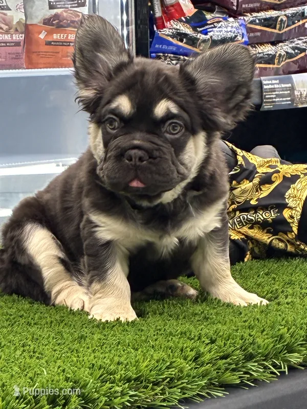 Daisy  – French Bulldog puppy for sale in Laveen, AZ