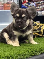 Daisy , a female French Bulldog for sale in Laveen, AZ – 1 of 3