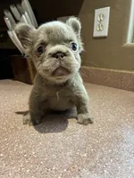 Roxy , a female French Bulldog for sale in Laveen, AZ – 4 of 4
