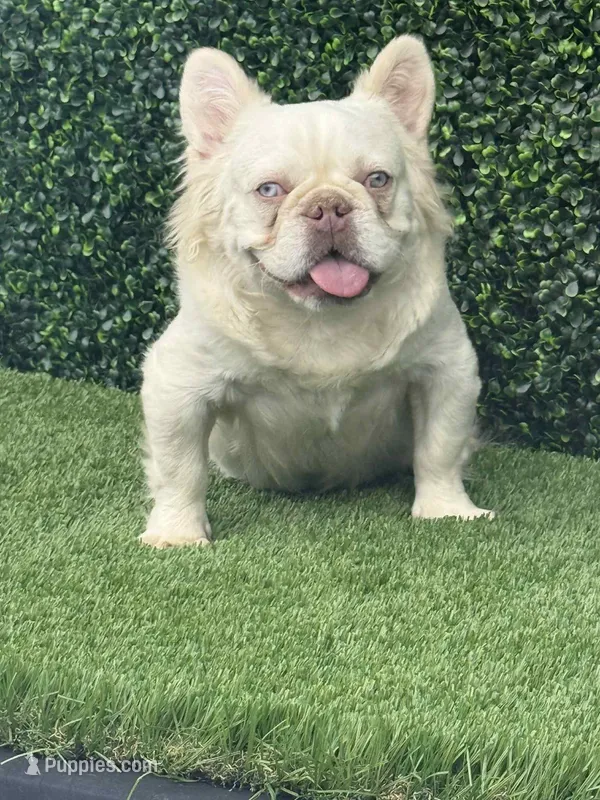 Ghost  face  – French Bulldog puppy for sale in Laveen, AZ
