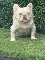 Ghost  face , a male French Bulldog for sale in Laveen, AZ – 1 of 1