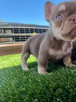 Millie , a female French Bulldog for sale in Laveen, AZ – 4 of 6