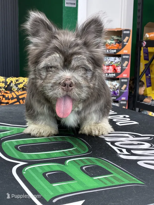 Polo bear  – French Bulldog puppy for sale in Laveen, AZ