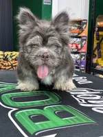 Polo bear , a male French Bulldog for sale in Laveen, AZ – 1 of 9