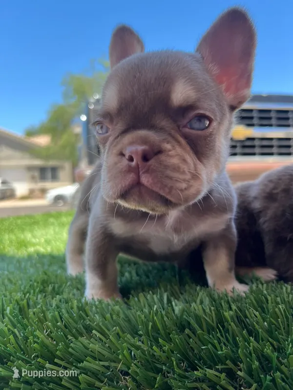 Millie  – French Bulldog puppy for sale in Laveen, AZ