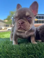 Millie , a female French Bulldog for sale in Laveen, AZ – 1 of 6