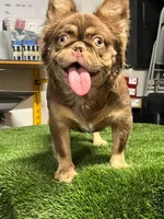 Max , a male French Bulldog for sale in Laveen, AZ – 2 of 8