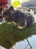 Polo bear , a male French Bulldog for sale in Laveen, AZ – 5 of 9