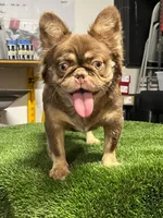 Max , a male French Bulldog for sale in Laveen, AZ – 4 of 8