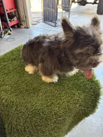 Polo bear , a male French Bulldog for sale in Laveen, AZ – 3 of 9