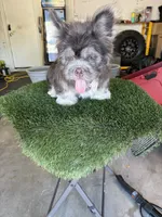 Polo bear , a male French Bulldog for sale in Laveen, AZ – 9 of 9