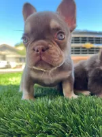 Millie , a female French Bulldog for sale in Laveen, AZ – 2 of 6