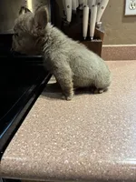 Roxy , a female French Bulldog for sale in Laveen, AZ – 3 of 4