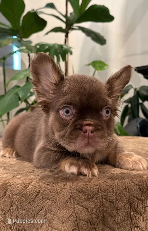 Lilly – French Bulldog puppy for sale in Laveen, AZ