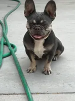 Daisy, a female French Bulldog for sale in Laveen, AZ – 1 of 1