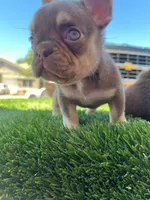Millie , a female French Bulldog for sale in Laveen, AZ – 6 of 6