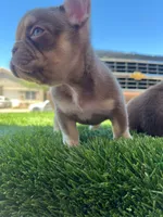 Millie , a female French Bulldog for sale in Laveen, AZ – 3 of 6