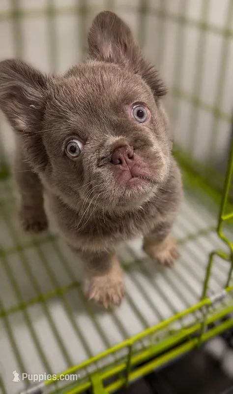 Dior – French Bulldog puppy for sale in Laveen, AZ