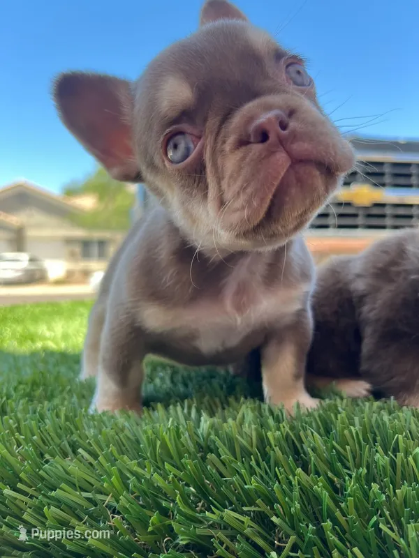 Millie  – French Bulldog puppy for sale in Laveen, AZ