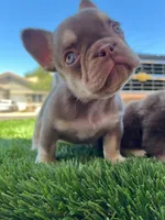 Millie , a female French Bulldog for sale in Laveen, AZ – 5 of 6