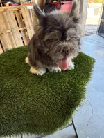 Polo bear , a male French Bulldog for sale in Laveen, AZ – 8 of 9
