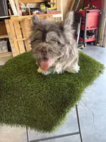Polo bear , a male French Bulldog for sale in Laveen, AZ – 6 of 9