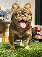 Max , a male French Bulldog for sale in Laveen, AZ – 7 of 8