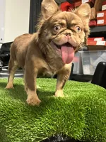 Max , a male French Bulldog for sale in Laveen, AZ – 5 of 8