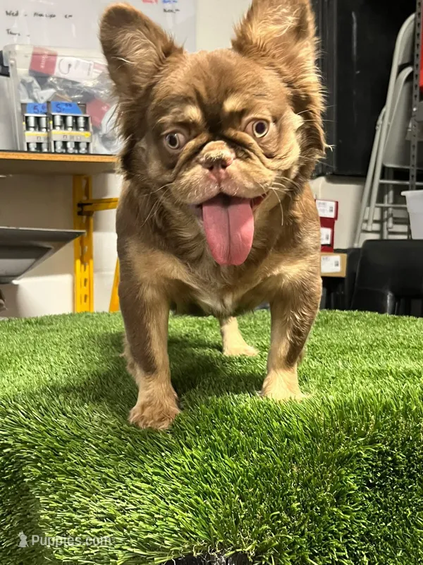 Max  – French Bulldog puppy for sale in Laveen, AZ