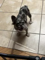 Pearl, a female French Bulldog for sale in Laveen, AZ – 2 of 3