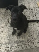 King , a male American Pit Bull Terrier and Labrador Retriever for sale in Colorado Springs, CO – Photo 4 of 4