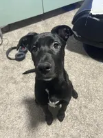 King , a male American Pit Bull Terrier and Labrador Retriever for sale in Colorado Springs, CO – Photo 3 of 4
